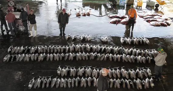 Le marché aux poissons de Kii-Katsuura