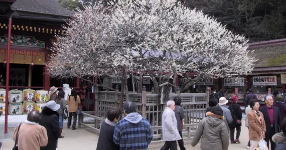 Tobiume du Dazaifu Tenmangû