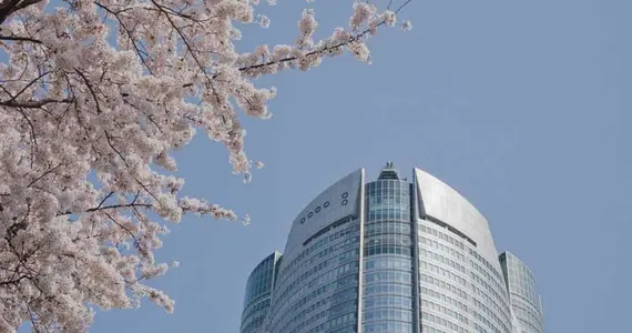 Japan Visitor - tokyo-hanami-2.jpg