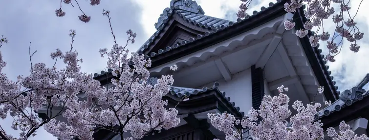 Cherry Blossom in front of Kanazawa Castle