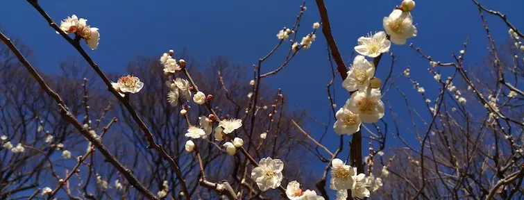 Plum blossom at Korakuen Gardens Okayama
