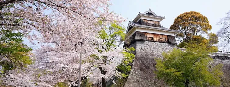 Kumamoto Castle and cherry blossoms