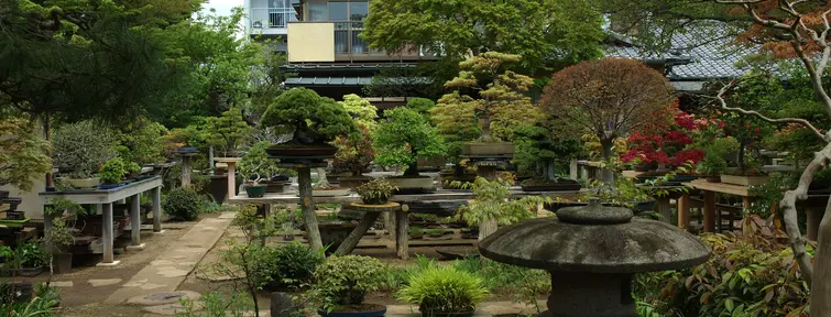 Bonsai Village Omiya, Saitama