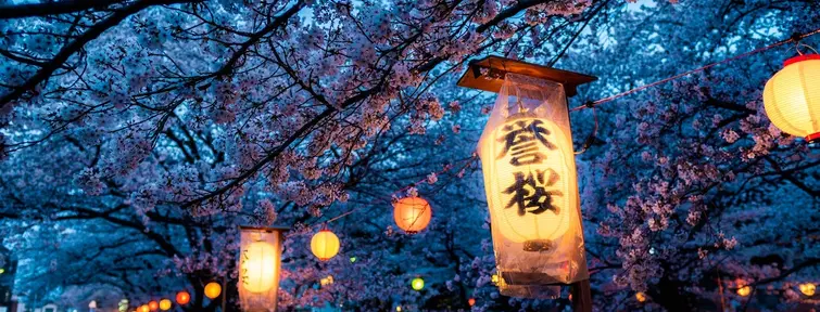 Cherry blossoms lit up at night with traditional lanterns