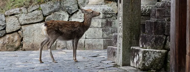Deer in the temple gardens