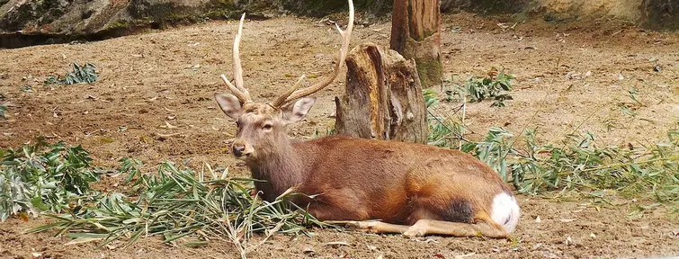 A deer laying on grass in a zoo enclosure