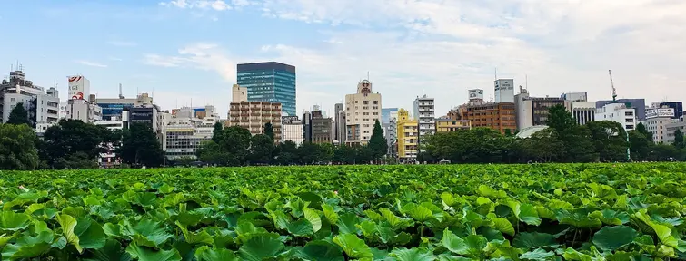 Large lotus pond in Ueno Park with buildings in the background. 
