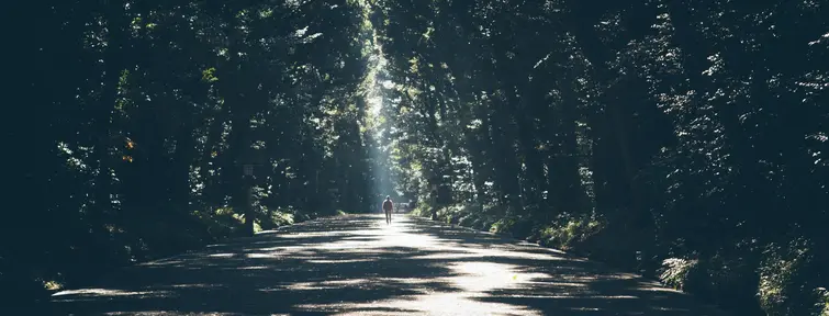 Tree lined path with sunlight streaming through the leaves.