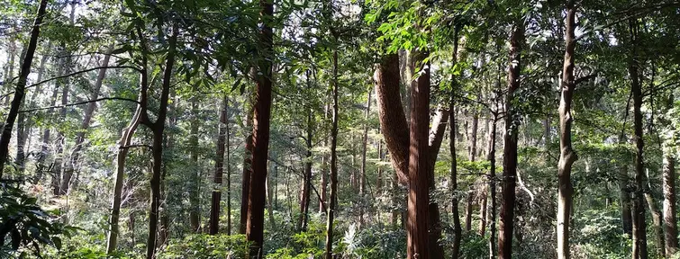 Wooded area in Yoyogi Park 