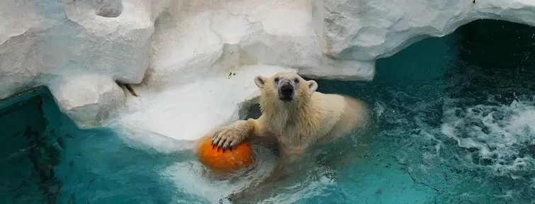 Polar bear in water at Ueno Zoo