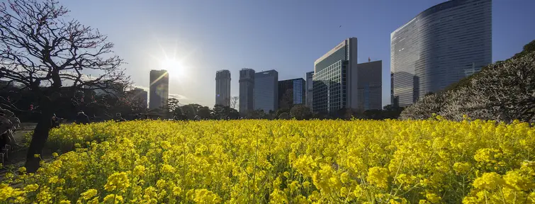 Field of yellow flowers at Hama Rikyu Gardens Tokyo