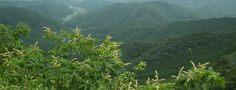 Mountains and greenary around Mt Mitake 