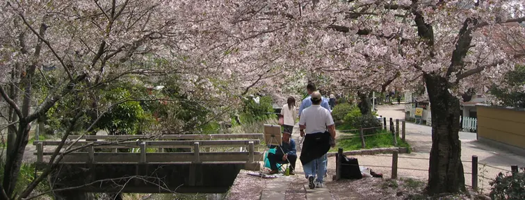 Cherry Blossoms along the canal, Philosophers Path