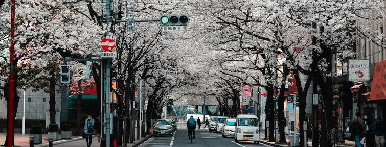 Cherry blossom in Japan