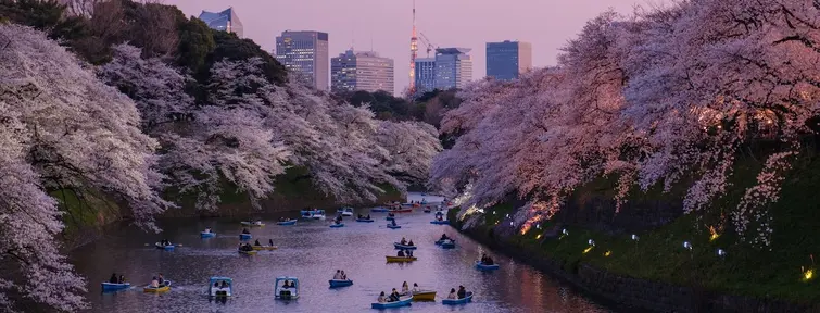 Tokyo hanami by night