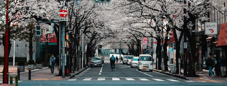 Japanese road under the Sakura