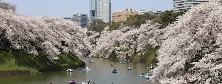 Fiore di ciliegio (sakura) a Tokyo