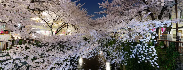 Cerisiers en fleurs "Sakura" quartier de Meguro, Tokyo