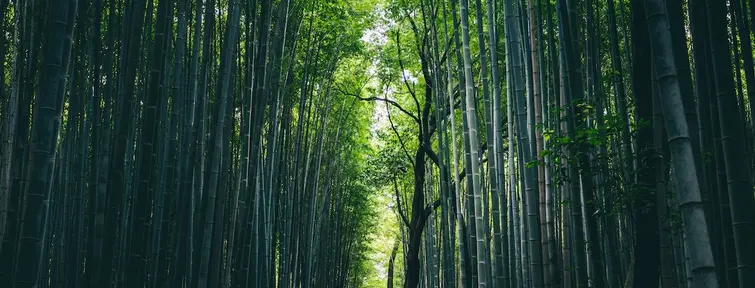 Arashiyama  Arashiyama