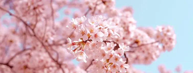 branch of pink cherry blossoms 