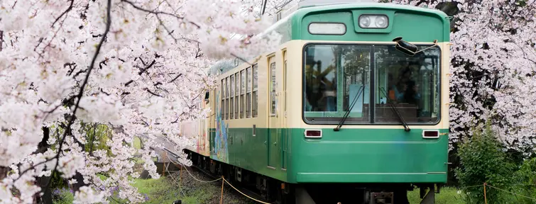 Train and Sakura Imaginez que vous prenez le train avec les cerisiers en fleurs...