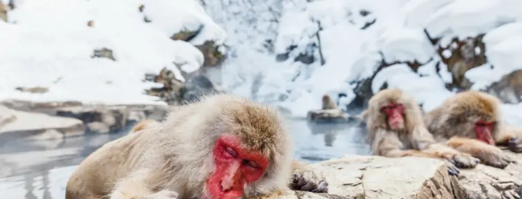 Singes dans l'eau au parc Jigokudani