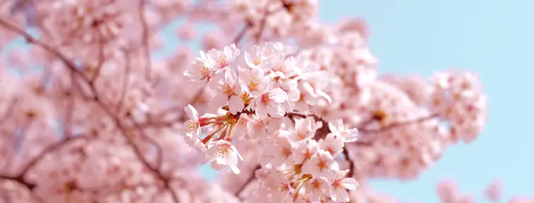 Des fleurs de cerisiers au printemps à Tatebayashi