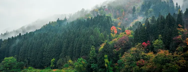 Paysage de rivière, de forêt et de montagne