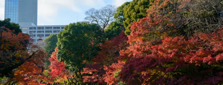 Jardin de Koishikawa