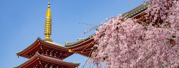 Sakura au sanctuaire Senso-ji à Tokyo Sakura au sanctuaire Senso-ji à Tokyo