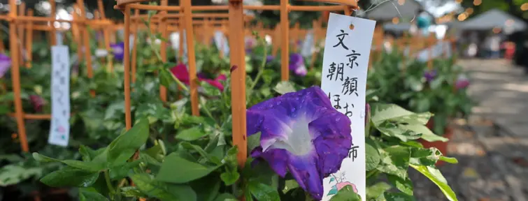 Asagao, la fleur de l'été