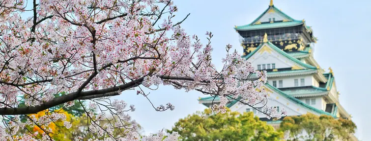 Cerisiers château d'Osaka Cerisiers château d'Osaka
