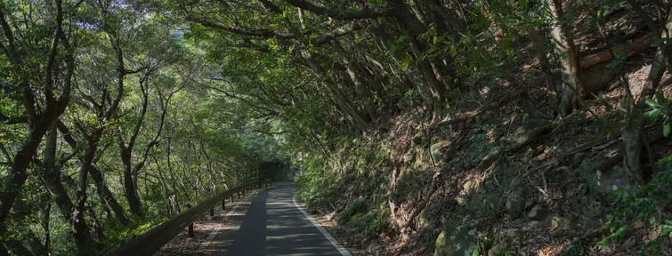 Route au coeur de la forêt sur l'île de Yakushima