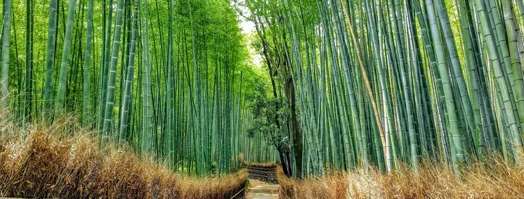 Arashiyama Bamboo Forest, Kyoto