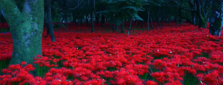 Kinchakuda spider lilies