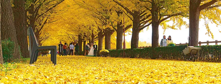 Avenue de Ginkgo