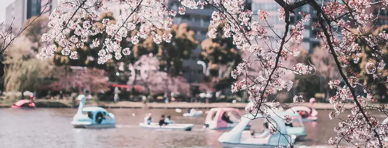 Les cerisiers du parc de Ueno