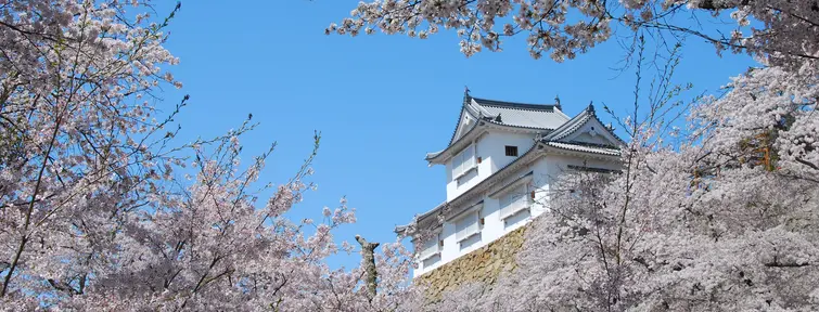 Tsuyama sous les cerisiers Tsuyama sous les cerisiers