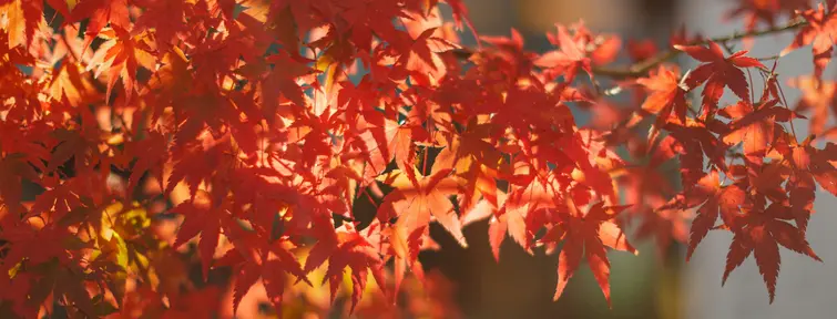 Automne au Japon (momiji)