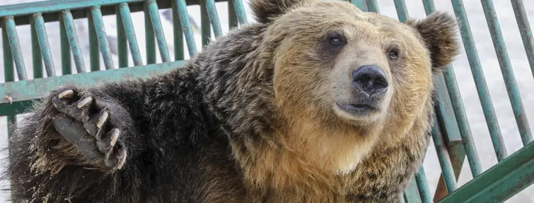 Ussuri Brown Bear in Hokkaido