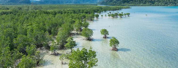 Mangrove on Iriomote