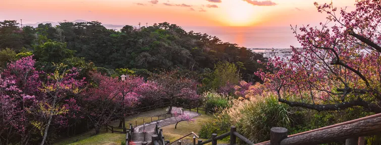 Okinawa sous les cerisiers