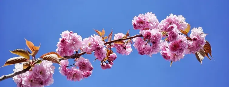 Plum Blossoms (Ume) in Japan