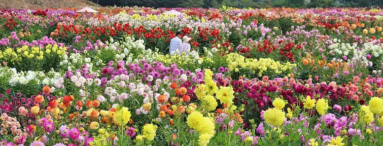 Sera Kogen, Hiroshima