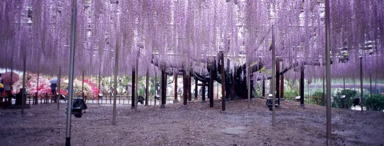 Ashikaga Great Wisteria Festival
