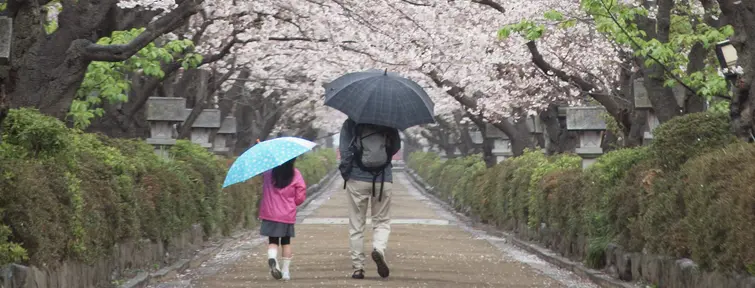 Dankazakura (Kamakura)