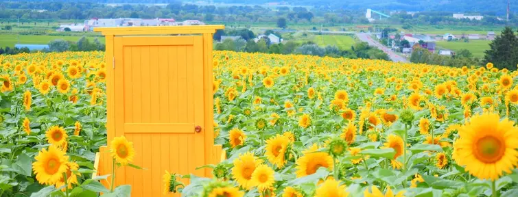 Nayoro Himawari Batake