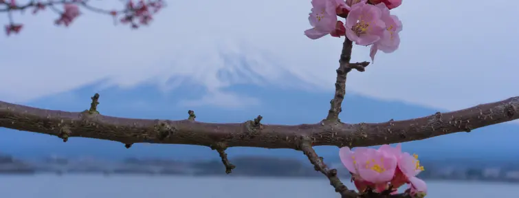 Sakura et Fuji