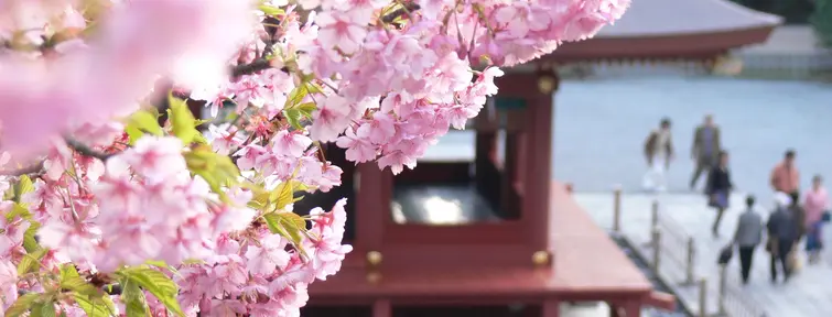 Tsurugaoka Hachimangu (Kamakura)