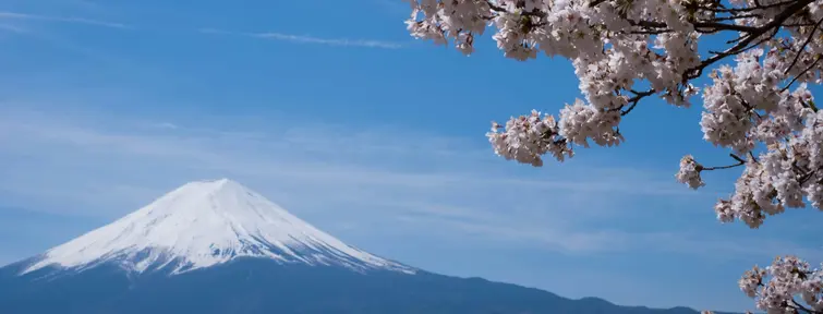 Sakura, Mt. Fuji